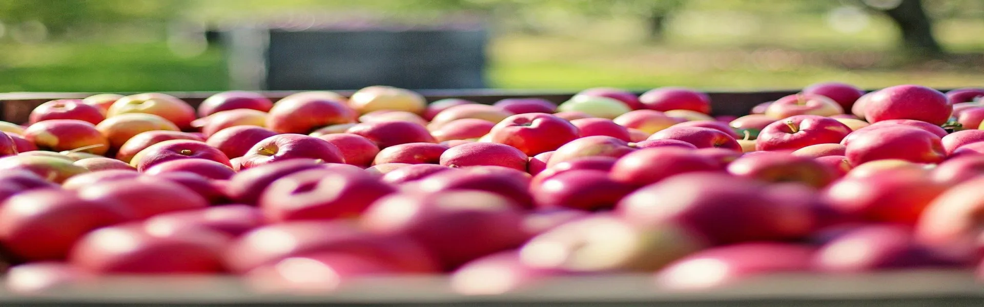 manzanas Almacenamiento en atmósfera controlada