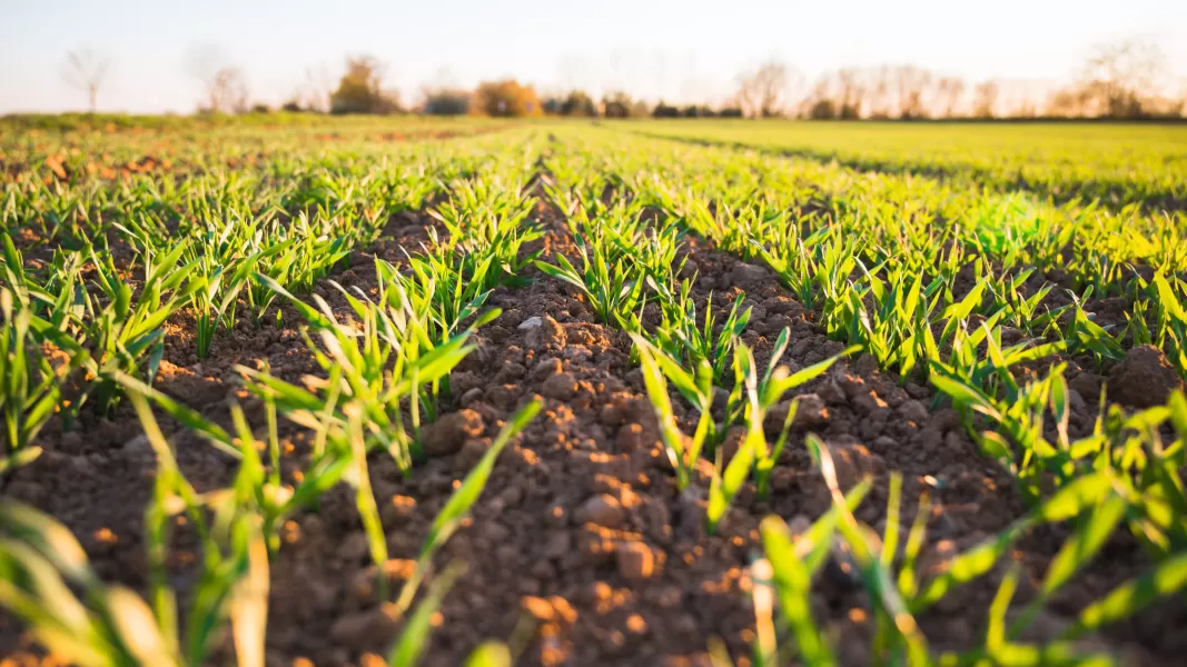 Agricultura