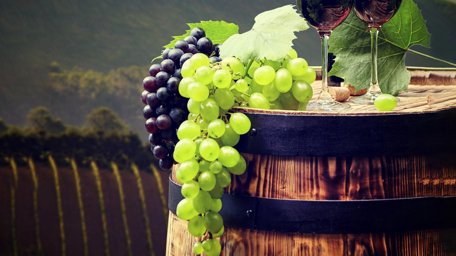 Solutions pour la production de vos meilleurs vins