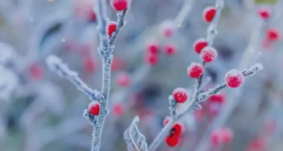 Criogenia alimentaria