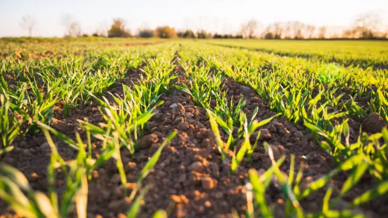 Agricultura