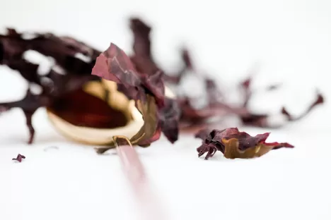 Las algas comestibles: una nueva fuente de alimento que trae esperanza