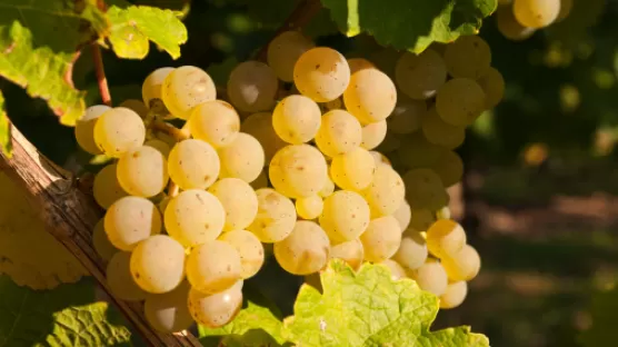 Proteja su mosto contra la oxidación - Vinos