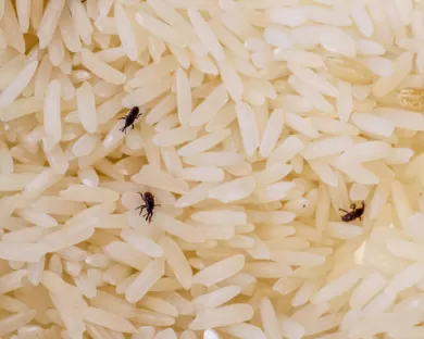 Los insectos depredadores de los alimentos almacenados: una amenaza silenciosa pero temible