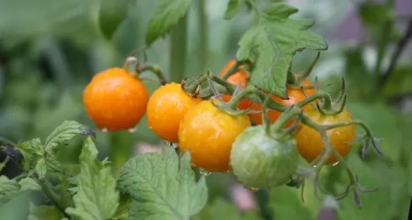 Tomates - Agriculture