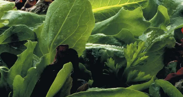 ALIGAL™ 1: nitrógeno (N₂) de calidad alimentaria en su forma gaseosa