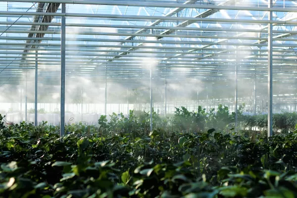 swe_greenhouse_unsplash