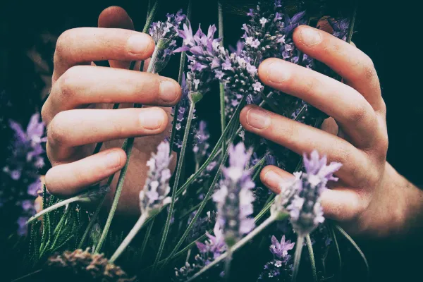 Extracción de aromas naturales vegetales con CO₂ supercrítico