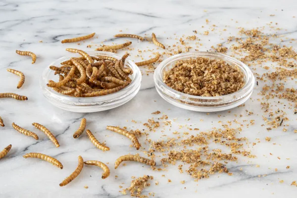 Las nuevas proteínas de insectos para un sistema alimentario sostenible