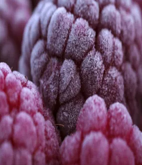 Criogenia alimentaria - refrigeración, congelación y transporte refrigerado