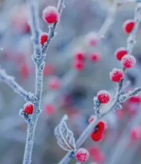 Criogenia alimentaria
