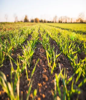 Agriculture 
