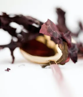 Las algas comestibles: una nueva fuente de alimento que trae esperanza