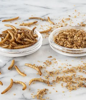 Las nuevas proteínas de insectos para un sistema alimentario sostenible