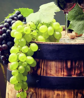 Nuestras soluciones para elaborar sus mejores vinos