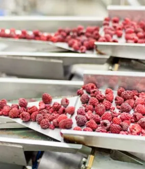 IQF (Individually Quick Frozen) - Framboises