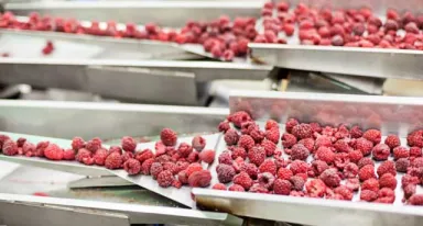 IQF (Individually Quick Frozen) - Framboises